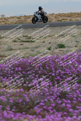media/Jan-14-2023-SoCal Trackdays (Sat) [[497694156f]]/Turn 14 Exit Bloomig (145pm)/